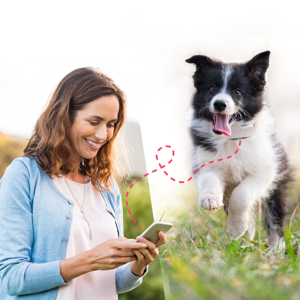 Dog distance outlet tracker